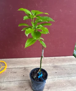 Donnie Avocado Tree , Grafted in 6