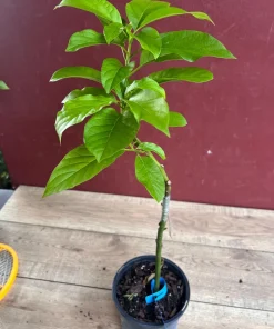 Donnie Avocado Tree , Grafted in 6