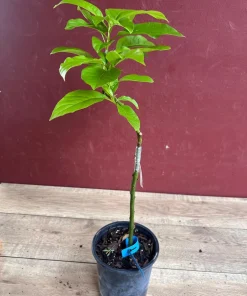 Donnie Avocado Tree , Grafted in 6