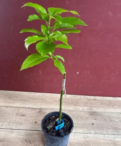 Donnie Avocado Tree , Grafted in 6