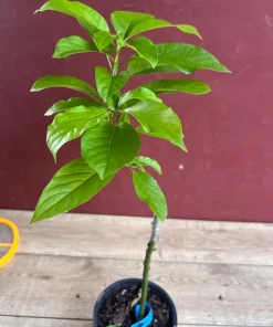Donnie Avocado Tree , Grafted in 6