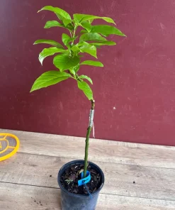 Donnie Avocado Tree , Grafted in 6