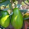Donnie Avocado Tree , Grafted in 6" Pot - Image 1