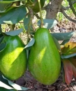 Donnie Avocado Tree , Grafted in 6