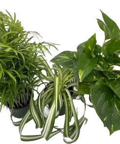 Dorm Room Plant Collection - 3 Live Plants, Parlor Palm, Spider Plant, Pothos, 4" Pots, Indoor - Image 2