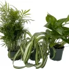 Dorm Room Plant Collection - 3 Live Plants, Parlor Palm, Spider Plant, Pothos, 4" Pots, Indoor - Image 1