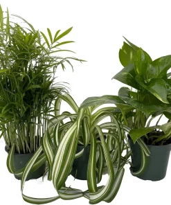 Dorm Room Plant Collection - 3 Live Plants, Parlor Palm, Spider Plant, Pothos, 4