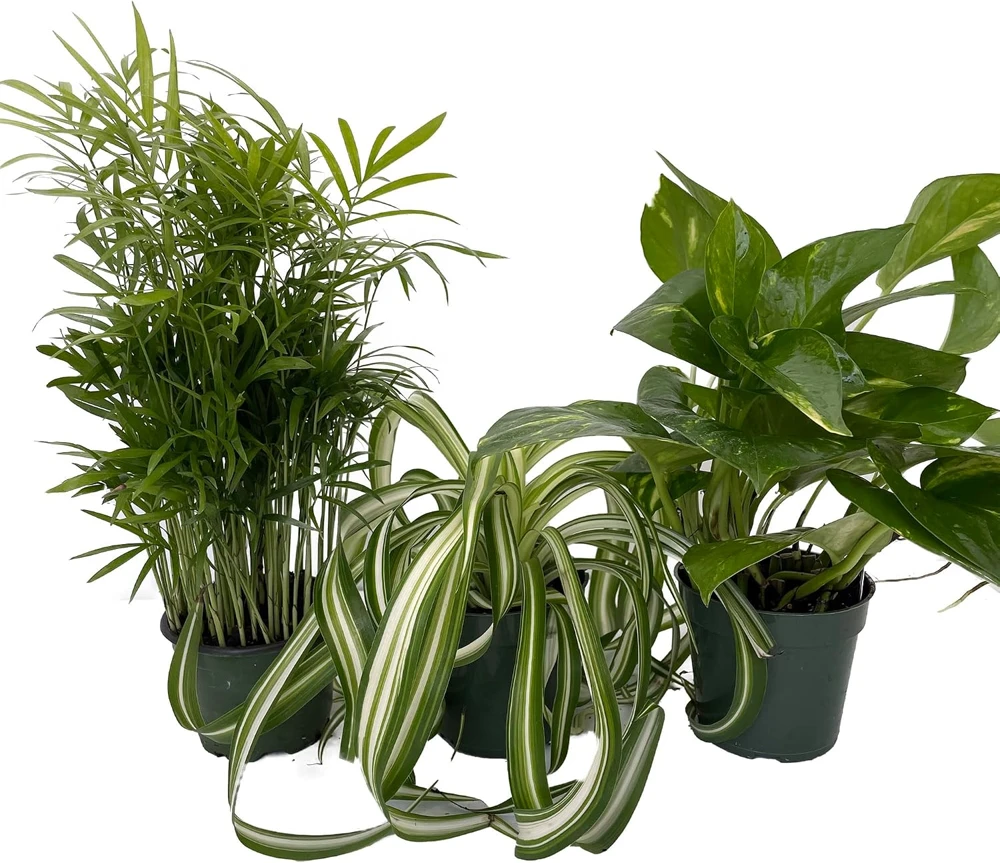 Dorm Room Plant Collection - 3 Live Plants, Parlor Palm, Spider Plant, Pothos, 4" Pots, Indoor - Image 1
