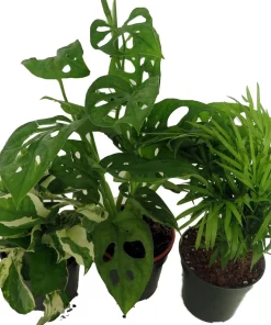 Dorm Room Plant Collection - 3 Pack Live Potted Houseplants 4