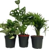Dorm Room Plant Collection - 3 Pack Live Potted Houseplants 4" Pots - Image 1