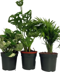 Dorm Room Plant Collection - 3 Pack Live Potted Houseplants 4