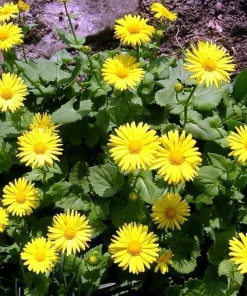 Doronicum Little Leo Live Plant - Leopard's Bane - Quart Pot - Image 2