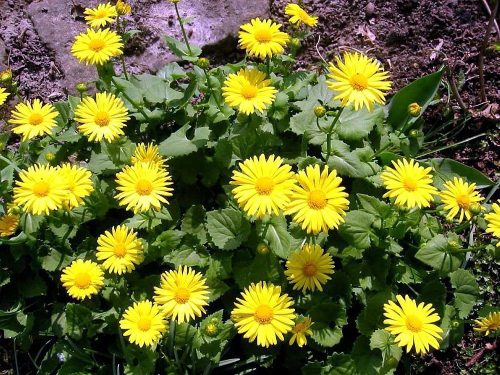 Doronicum Little Leo Live Plant - Leopard's Bane - Quart Pot - Image 2