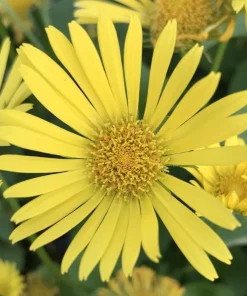 Doronicum Little Leo Live Plant - Leopard's Bane - Quart Pot - Image 1