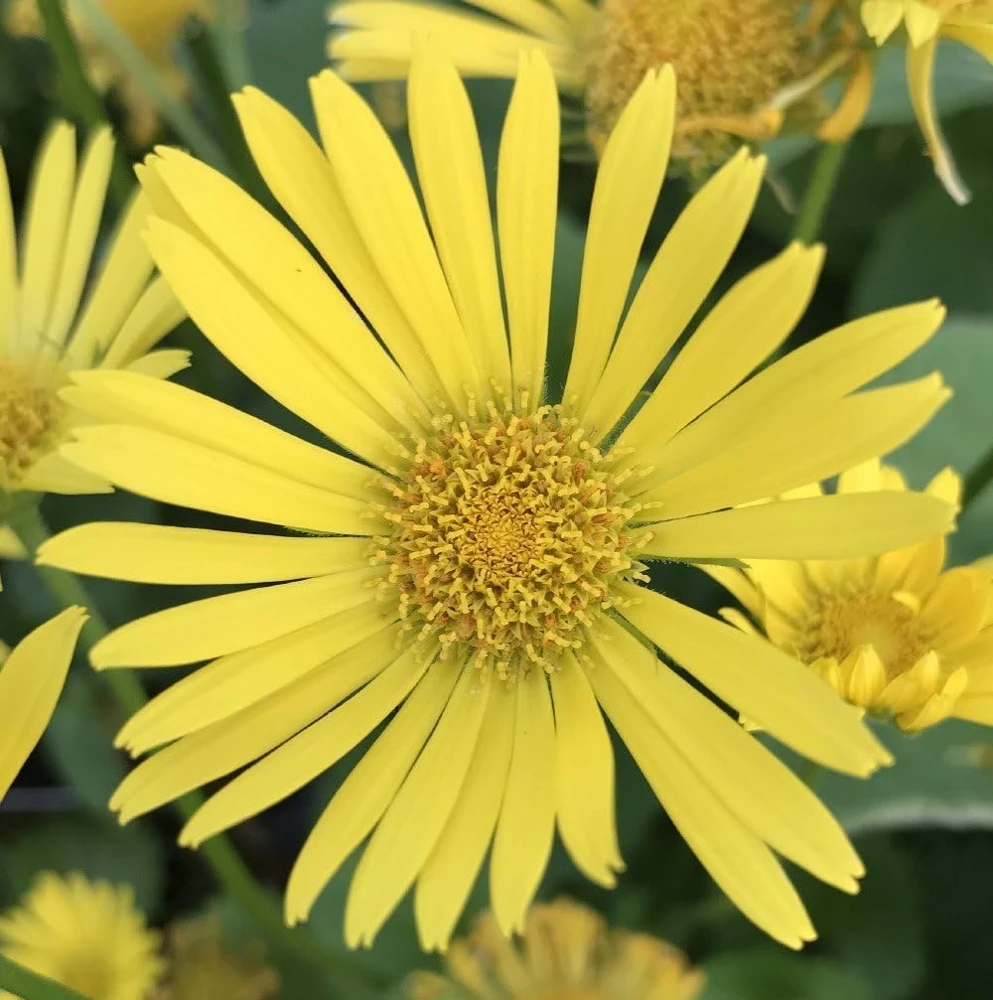 Doronicum Little Leo Live Plant - Leopard's Bane - Quart Pot - Image 1