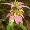 Dotted Mint Beebalm Seeds - Monarda punctata - Hardy Perennial - Approx. 100 Seeds - Image 1