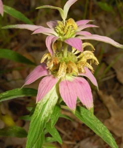 Dotted Mint Beebalm Seeds - Monarda punctata - Hardy Perennial - Approx. 100 Seeds - Image 1