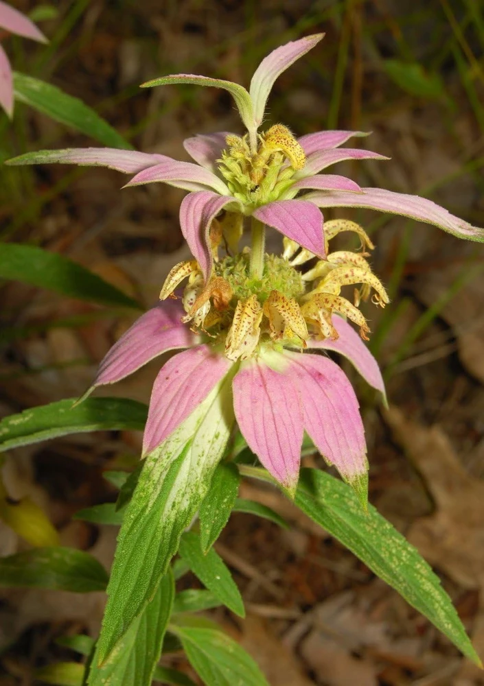 Dotted Mint Beebalm Seeds - Monarda punctata - Hardy Perennial - Approx. 100 Seeds - Image 1