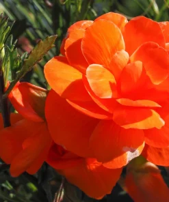 Double Begonia Mix Seeds - 30 Tuberous Begonia Flower Seeds, Mixed Colors - Image 10
