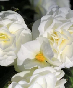 Double Begonia Mix Seeds - 30 Tuberous Begonia Flower Seeds, Mixed Colors - Image 11