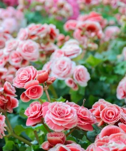 Double Begonia Mix Seeds - 30 Tuberous Begonia Flower Seeds, Mixed Colors - Image 12