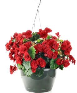 Double Begonia Mix Seeds - 30 Tuberous Begonia Flower Seeds, Mixed Colors - Image 13