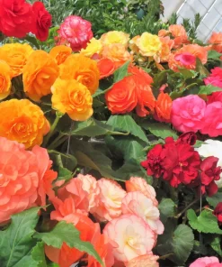 Double Begonia Mix Seeds - 30 Tuberous Begonia Flower Seeds, Mixed Colors - Image 2