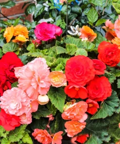 Double Begonia Mix Seeds - 30 Tuberous Begonia Flower Seeds, Mixed Colors - Image 4