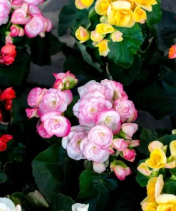 Double Begonia Mix Seeds - 30 Tuberous Begonia Flower Seeds, Mixed Colors - Image 5