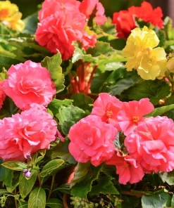 Double Begonia Mix Seeds - 30 Tuberous Begonia Flower Seeds, Mixed Colors - Image 6