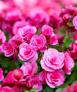 Double Begonia Mix Seeds - 30 Tuberous Begonia Flower Seeds, Mixed Colors - Image 7
