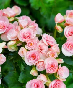 Double Begonia Mix Seeds - 30 Tuberous Begonia Flower Seeds, Mixed Colors - Image 8