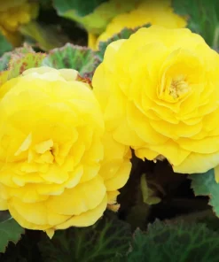 Double Begonia Mix Seeds - 30 Tuberous Begonia Flower Seeds, Mixed Colors - Image 9