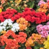 Double Begonia Mix Seeds - 30 Tuberous Begonia Flower Seeds, Mixed Colors - Image 1