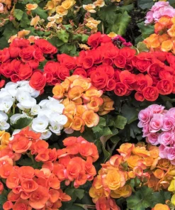 Double Begonia Mix Seeds - 30 Tuberous Begonia Flower Seeds, Mixed Colors - Image 1