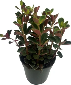 Double Duty Peperomia Live Plant - 4