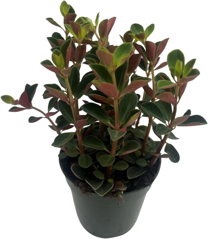 Double Duty Peperomia Live Plant - 4" Pot - Peperomia verticillata Indoor - Image 2