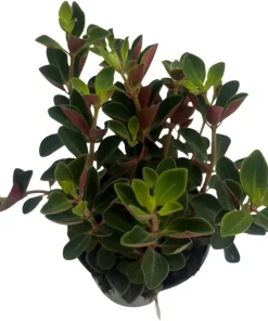 Double Duty Peperomia Live Plant - 4