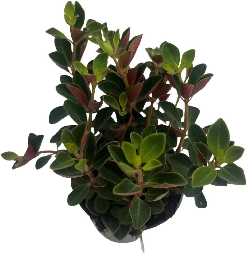 Double Duty Peperomia Live Plant - 4" Pot - Peperomia verticillata Indoor - Image 3