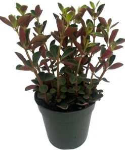 Double Duty Peperomia Live Plant - 4