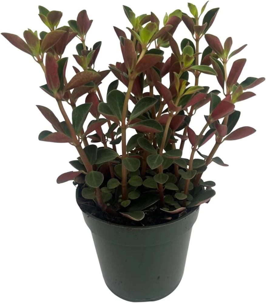 Double Duty Peperomia Live Plant - 4" Pot - Peperomia verticillata Indoor - Image 4