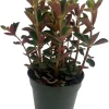 Double Duty Peperomia Live Plant - 4" Pot - Peperomia verticillata Indoor - Image 1