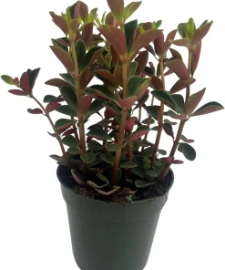 Double Duty Peperomia Live Plant - 4
