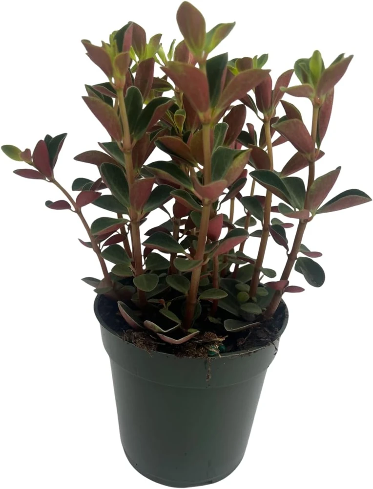 Double Duty Peperomia Live Plant - 4" Pot - Peperomia verticillata Indoor - Image 1