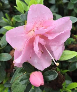 Double Pink Azalea Live Plant - 4" Pot - Reblooming Evergreen Shrub for Outdoor - Image 2