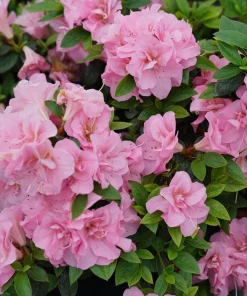 Double Pink Azalea Live Plant - 4