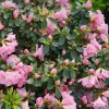 Double Pink Azalea Live Plant - 4" Pot - Reblooming Evergreen Shrub for Outdoor - Image 1