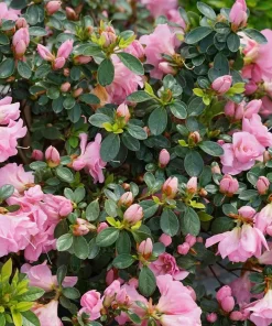 Double Pink Azalea Live Plant - 4