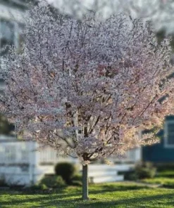 Double Pink Flowering Cherry Tree Live Plant - Ornamental, Zones 4-8 - Image 2