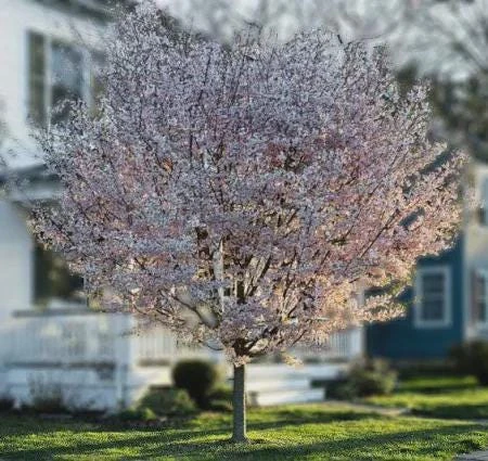 Double Pink Flowering Cherry Tree Live Plant - Ornamental, Zones 4-8 - Image 2